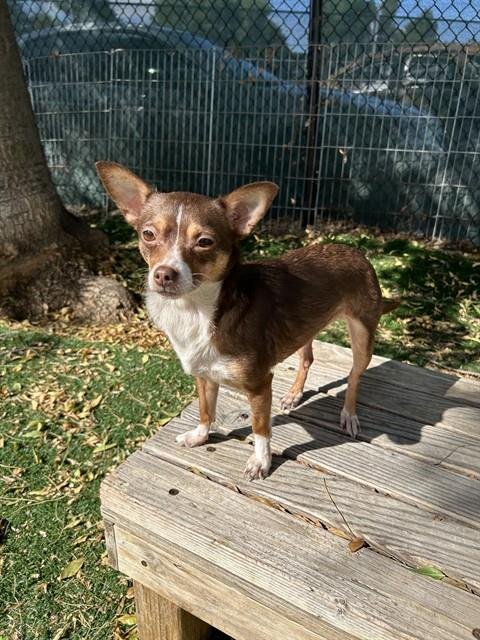 A199391 - Chihuahua available for adoption