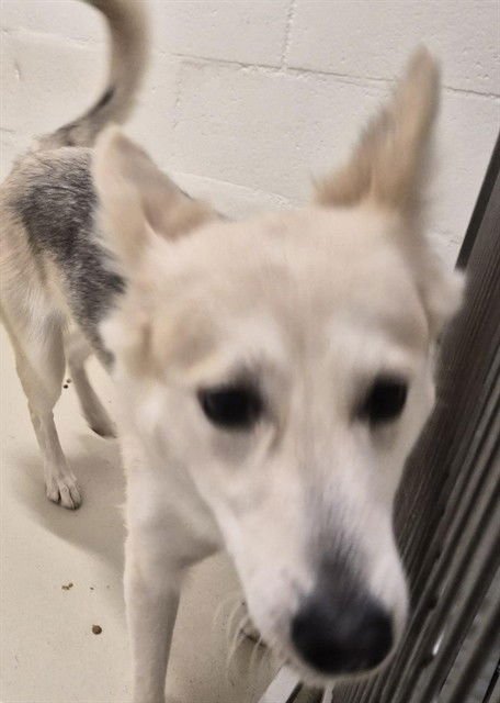 *VANILLA - Husky / German Shepherd Dog available for adoption