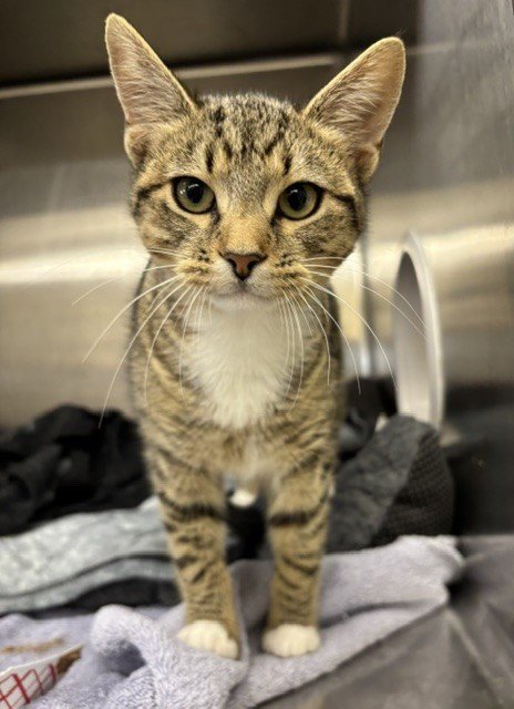 MIU - Domestic Short Hair available for adoption