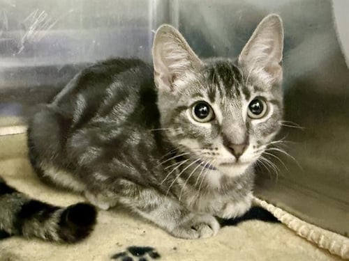 KETCHUP - Domestic Short Hair available for adoption