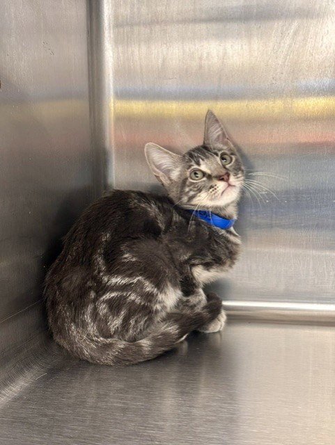 KETCHUP - Domestic Short Hair available for adoption