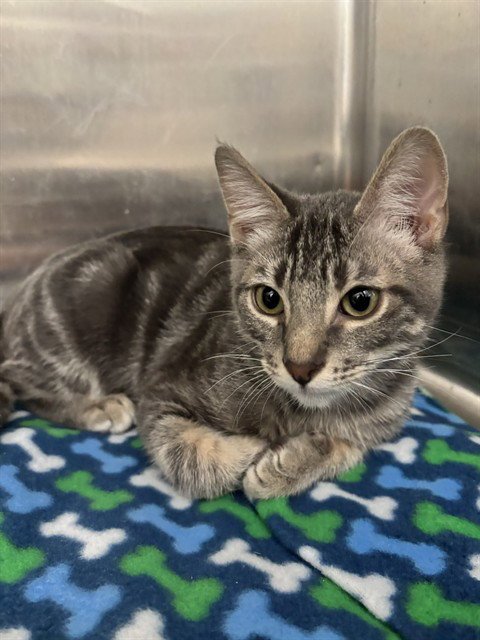 KETCHUP - Domestic Short Hair available for adoption