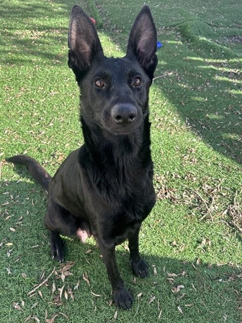 *KONA - Belgian Shepherd Malinois / German Shepherd Dog for adoption in Fremont