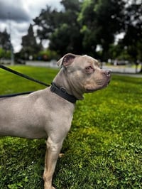 ENZO - Photo 1