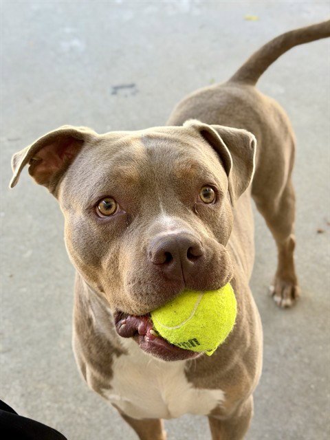 ENZO - Pit Bull Terrier available for adoption
