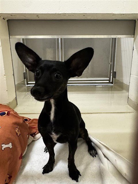 RUBY - Chihuahua available for adoption