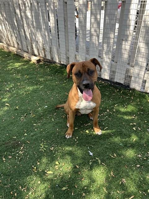 *PJ - Boxer / Pit Bull Terrier available for adoption