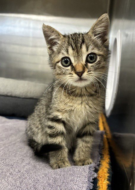 LEO - Domestic Short Hair available for adoption