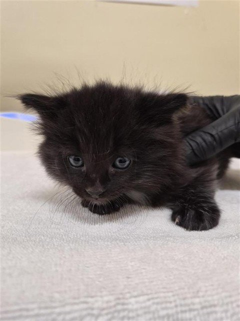 A198052 - Domestic Long Hair available for adoption