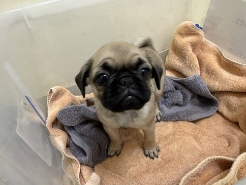 A199069 - Pug available for adoption
