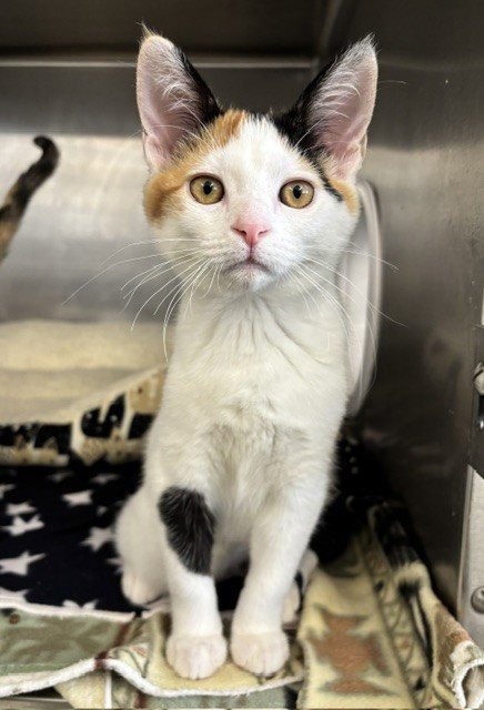 DOLLY - Domestic Medium Hair available for adoption