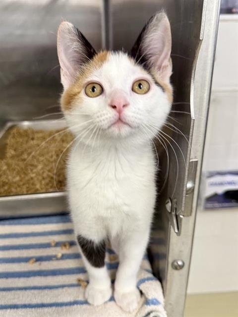 A198995 - Domestic Medium Hair available for adoption