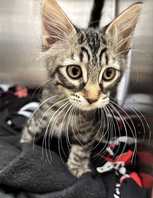 A198902 - Domestic Short Hair available for adoption