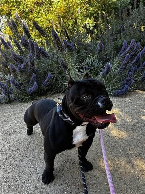 ESTELLA - Staffordshire Bull Terrier / Bulldog available for adoption