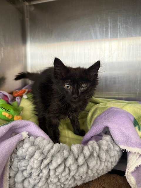SHED - Domestic Short Hair available for adoption
