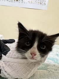 PEPPERCORN - Photo 1