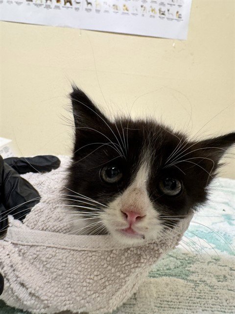 PEPPERCORN - Domestic Medium Hair available for adoption