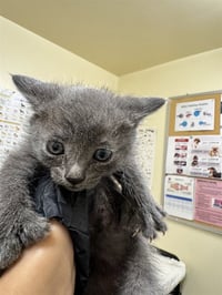 MR. PAWESOME - Photo 1