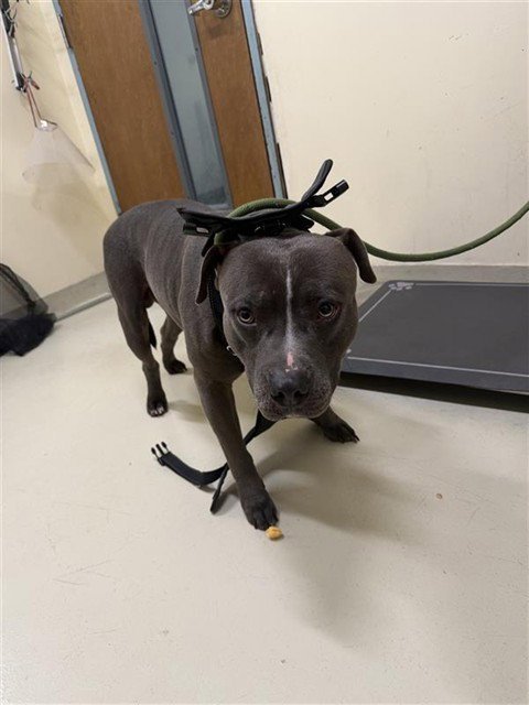 *GROVER - Pit Bull Terrier for adoption in Fremont