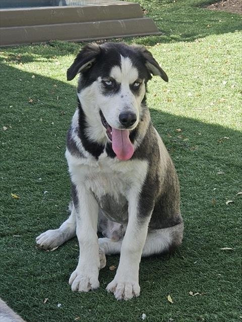 FORESTER - Siberian Husky available for adoption