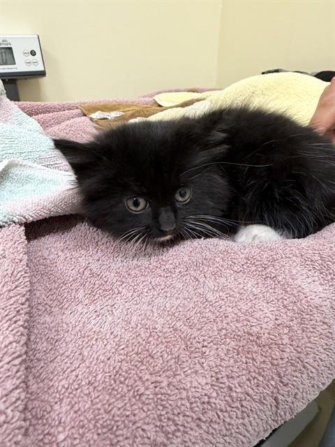 *DORITOS LOCOS TACO - Domestic Short Hair available for adoption