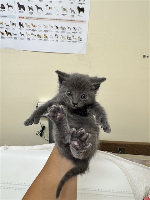MR. PURRFECT - Domestic Medium Hair for adoption in Fremont