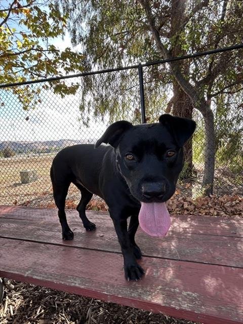 *JADE - Pit Bull Terrier available for adoption