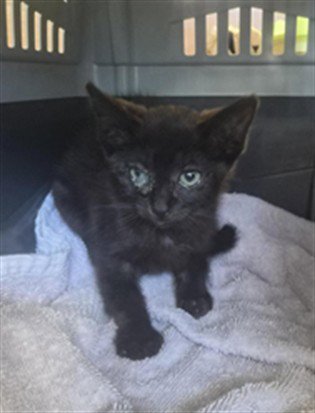 A198896 - Domestic Short Hair available for adoption