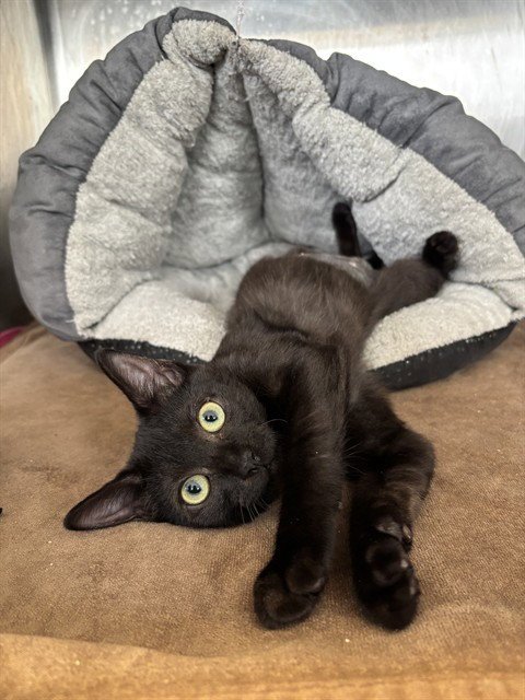 MEOWSHROOM - Domestic Short Hair available for adoption