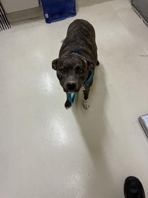 ANUGA - Pit Bull Terrier available for adoption