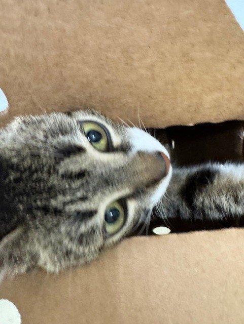 ELSIE - Domestic Short Hair available for adoption