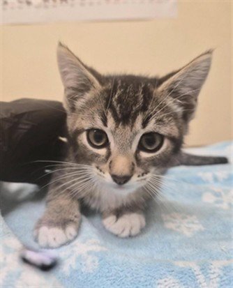 A199440 - Domestic Short Hair available for adoption