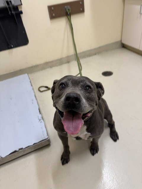 CHAOS - Pit Bull Terrier available for adoption