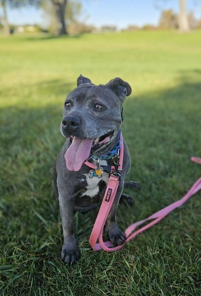 LUCY - Pit Bull Terrier available for adoption