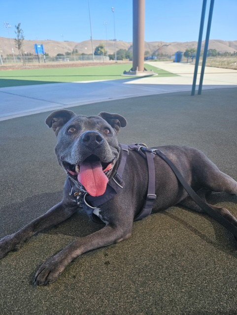 LUCY - Pit Bull Terrier available for adoption