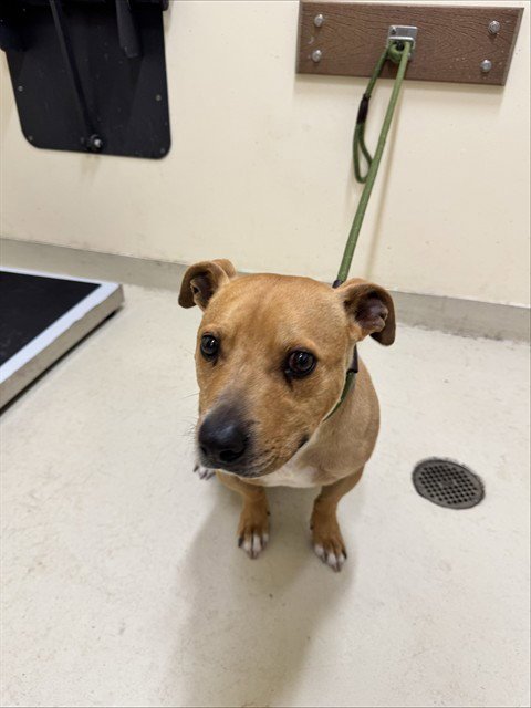 BROWNIE - Pit Bull Terrier for adoption in Fremont