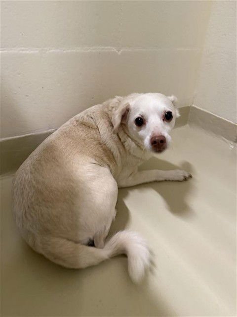 STEVIE - Chihuahua available for adoption