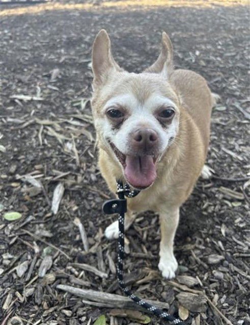 BUCKEY - Chihuahua available for adoption
