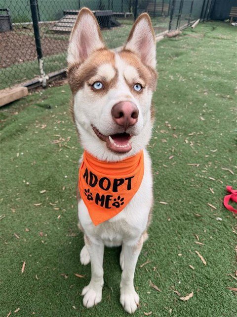 *KOBE - Siberian Husky available for adoption