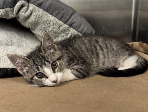 A199117 - Domestic Short Hair available for adoption
