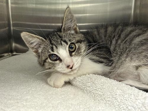 A199117 - Domestic Short Hair available for adoption