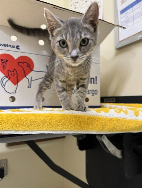 A199430 - Domestic Short Hair available for adoption