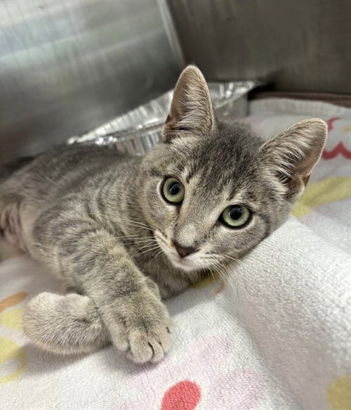 A199430 - Domestic Short Hair available for adoption