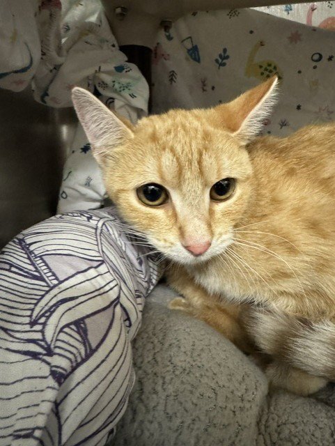 AUDREY - Domestic Short Hair available for adoption