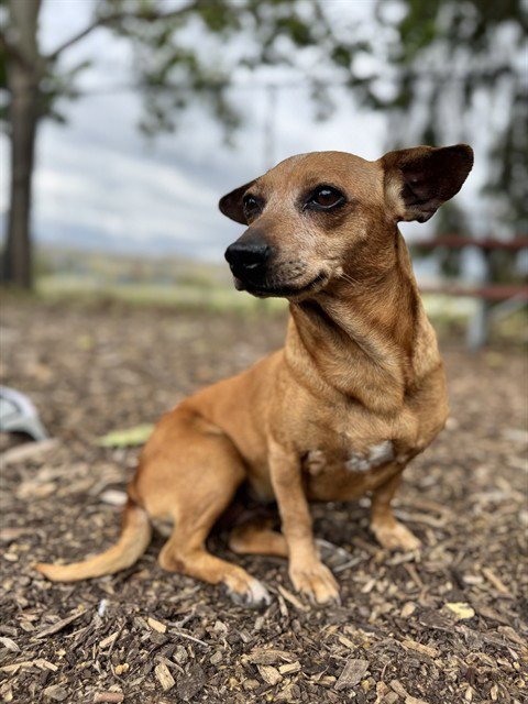 *PIPER - Chihuahua / Dachshund available for adoption