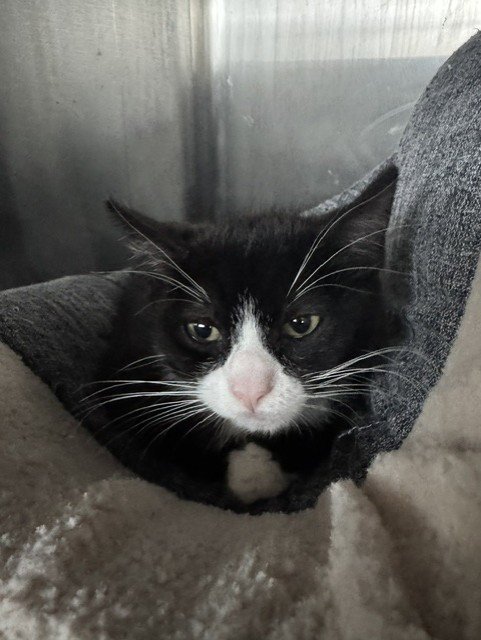 FIGUERO - Domestic Short Hair available for adoption