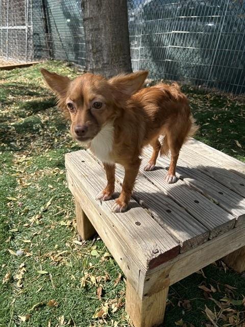 A199393 - Chihuahua available for adoption
