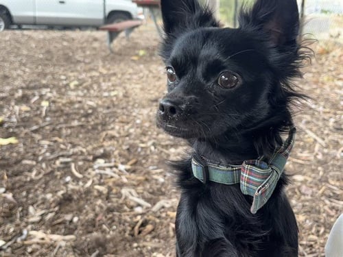 PEPÃ - Chihuahua for adoption in Fremont