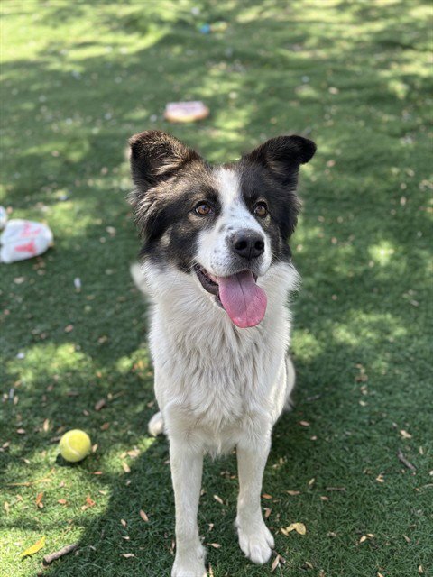 WINSTON - Border Collie for adoption in Fremont