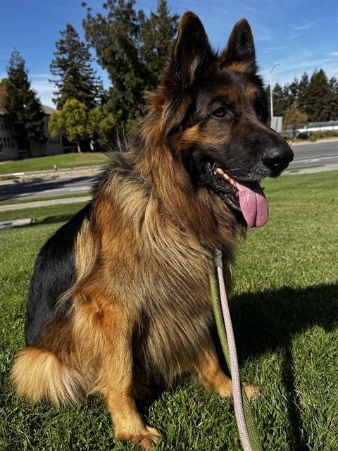 ASLAN - German Shepherd Dog available for adoption